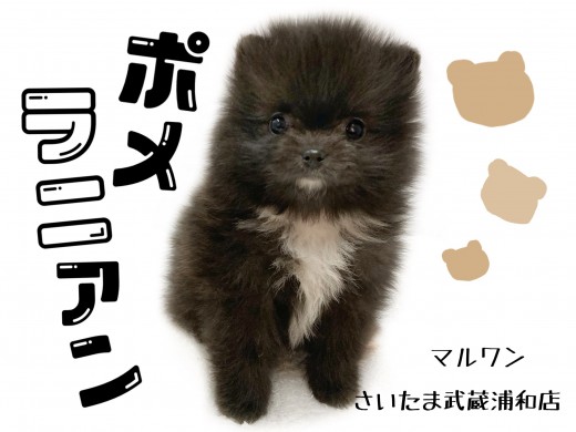 【 ポメラニアン 】スペシャルポメ!クマ顔な黒ポメちゃん!