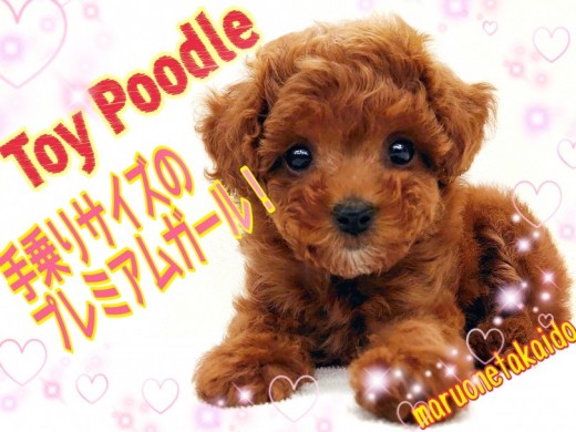 【 トイ・プードル 】手乗りサイズ！初めての室内犬にオススメな理由もご紹介！