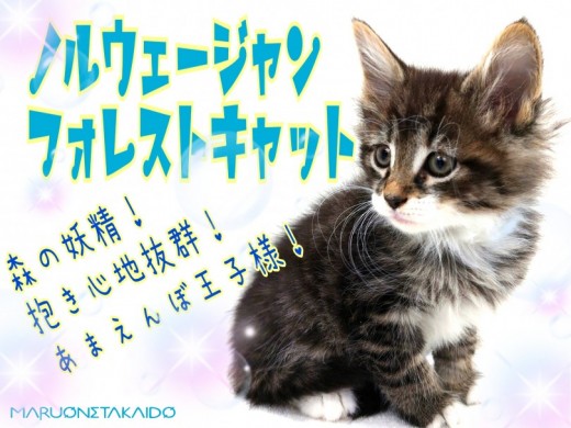 【 ノルウェージャンフォレストキャット 】甘えんぼ長毛種の上手な育て方教えます！