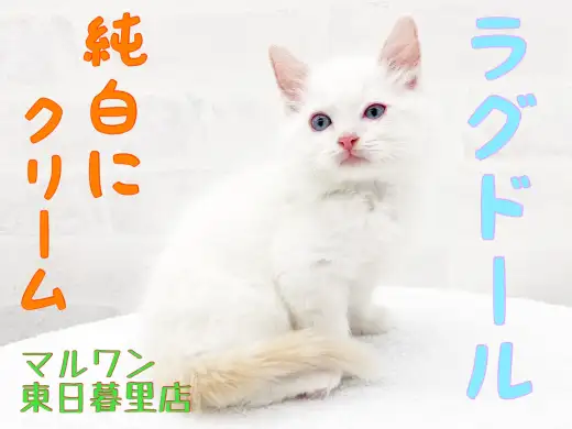 【 ラグドール 】純白にクリームのアクセント！お留守番はお任せあれ！