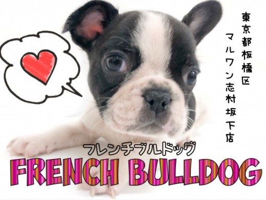 【 フレンチブルドッグ 】癒しの王様が志村に登場！愛を教えてくれるフレブル。