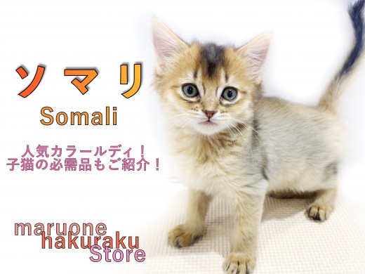 【 ソマリ 】犬のように人懐っこい美形猫!生活に必要なグッズ選びは最低限が大切!