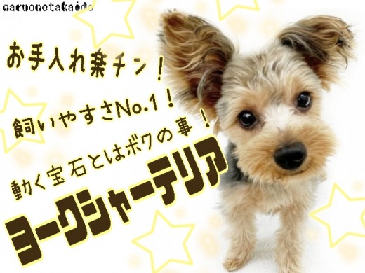 【 ヨークシャーテリア 】毎日のお散歩不要！ご高齢の方にもオススメ穏やかわんこ！