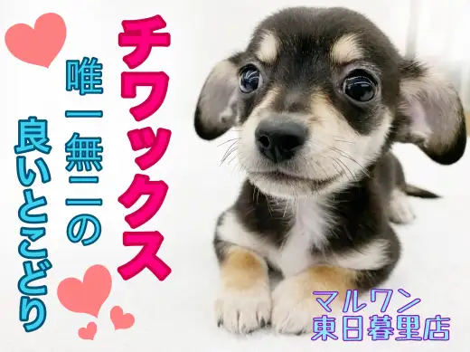 【 MIX 】将来が楽しみなチワックス！性格も見た目も良いとこどりなオンリーワン
