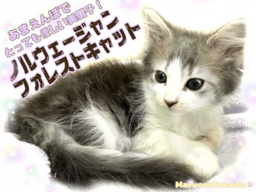 【 ノルウェージャンフォレストキャット 】優しくて美しい大型にゃんことは僕の事！