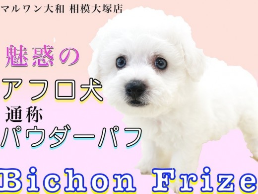 【 ビションフリーゼ 】パウダーパフのアフロ犬!手入れのタイミングで最適なのは?