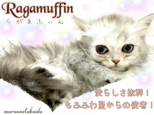 【 ラガマフィン 】人気急上昇！ゴージャスな被毛と穏やかなあまえんぼちゃん！