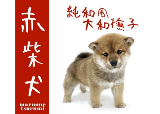 【 赤柴犬 】健康美溢れるむちむち豊満ボディー！クマ顔活発ガール！