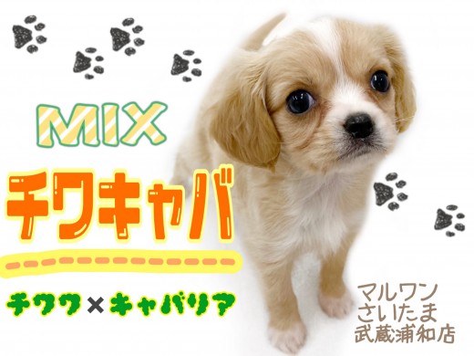 【 チワワ×キャバリア 】レアなハーフ犬!性格やお手入れ方法をご紹介!