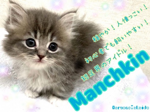 【 マンチカン 】初心者でも飼いやすい！永遠のベイビー感！短足界のアイドル降臨！