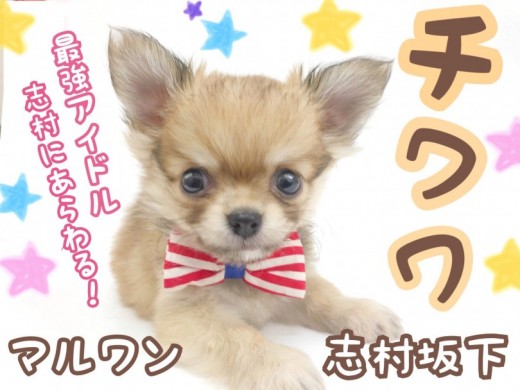 【 チワワ 】ドワーフ体型&マズル短め!かわいいが大渋滞すぎるチワワ君登場!