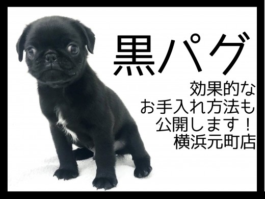 【 黒パグ 】ブラックコートが魅力!効果的お手入れ方法も公開!