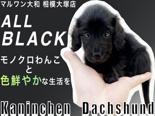 【 カニンヘン・ダックスフント 】小さな手乗りサイズ！レアな毛色オールブラック！