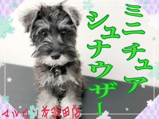 【 ミニチュアシュナウザー 】童顔健在!おっとりした性格で飼いやすい男の子!