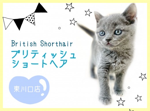 【 ブリティッシュショートヘア 】美しきブリティッシュブルーの美男子登場!