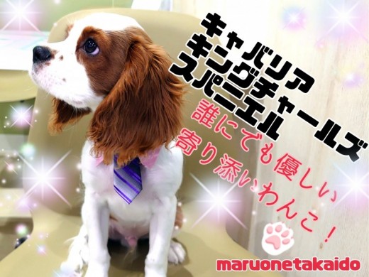【 キャバリアキングチャールズスパニエル 】育てやすくて賢いボクの成長過程！
