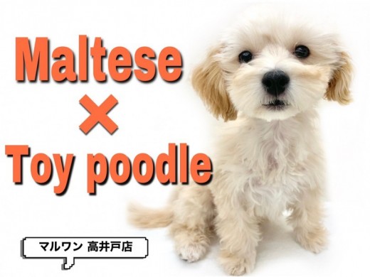 【 マルプー 】人気NO.1MIX！その理由とお手入れ方法もご紹介！！