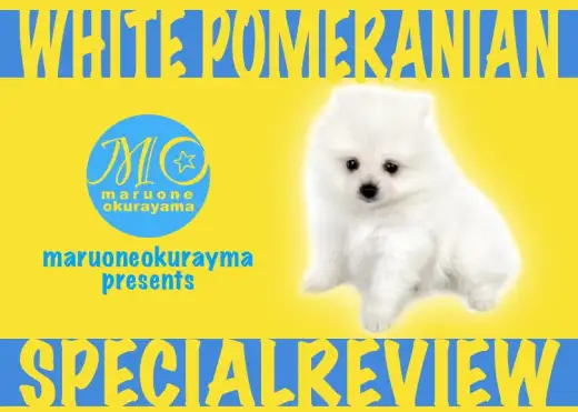 【 白ポメラニアン 】あなたの色に染まりたい！純白のゴマアザラシポメ！！