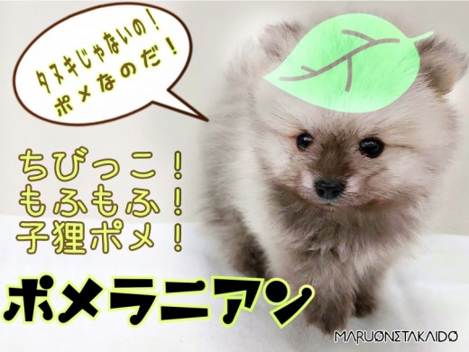 【 ポメラニアン 】まるで子狸！小さめオレンジセーブルカラー！可愛いポイント満載！
