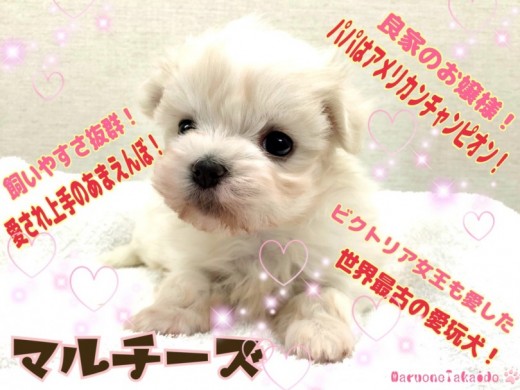 【 マルチーズ 】パパはアメリカンチャンピオン！小ぶりなサイズは飼いやすさ抜群！