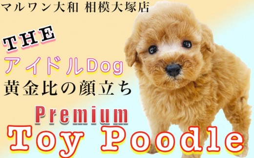 【 トイ・プードル 】小さめタイニーサイズ！生後4ヶ月までに慣れさせたい事とは？