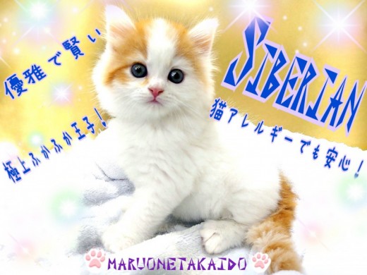 【 サイベリアン 】猫アレルギーでも安心！ロシア生まれの優雅で賢いもふもふ王子！