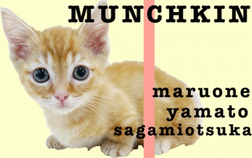 【 マンチカン 】初心者にオススメレッドタビー！超短足の可愛すぎる仕草にも注目！