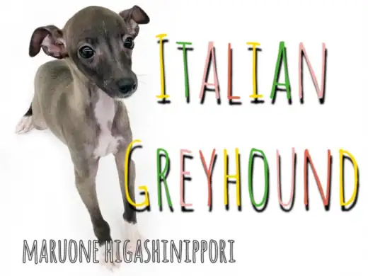 【 イタリアングレーハウンド 】イタグレちゃんの豊かな感情表現と珍カラーも必見！