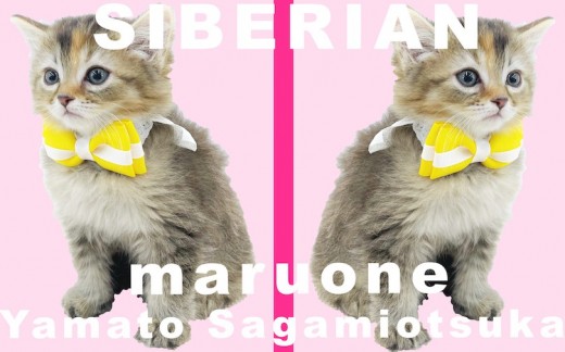 【 サイベリアン 】犬の様に懐っこい性格！猫アレルギーが出づらいって本当？