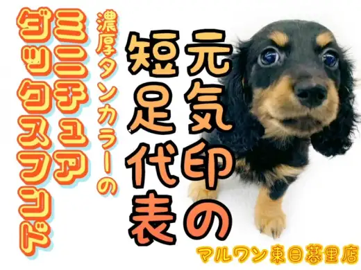 【 ミニチュアダックスフント 】家族の元気印！短足代表の美女がやってきた！