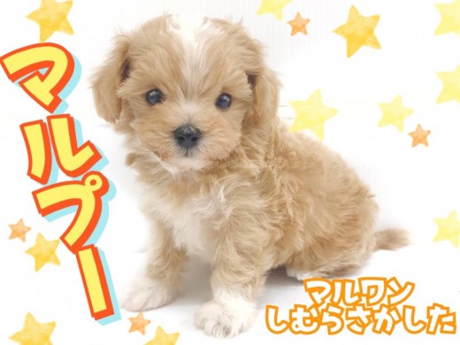 【 マルプー 】すべてがトップクラスの可愛さ！プレミアムマルプーが志村に登場！
