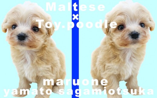 【 MIX犬 】可愛さと飼いやすさを兼ね揃えたマルプー！ユーザー目線で魅力を語る