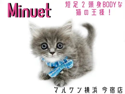 【 ミヌエット 】超短足の2頭身BODY！抱っこもお留守番もOKな甘えん坊男子！