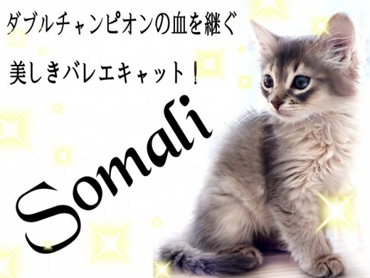 【 ソマリ 】パパはダブルチャンピオン！美しさと賢さを持ったスペシャルキャット！