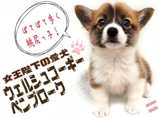 【 ウェルシュコーギーペンブローク 】女王陛下の愛犬！胴長短足は魅力がいっぱい！！