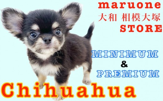 【 チワワ 】麻呂眉と大きなお耳がポイント!生後50日で470gの小さめサイズ!