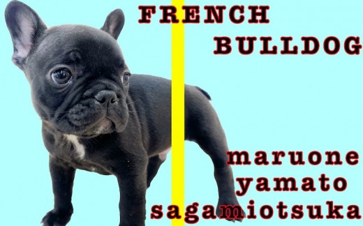【 フレンチブルドッグ 】ぶちゃカワの短頭種！嗅覚を重要視した飼育方法を紹介