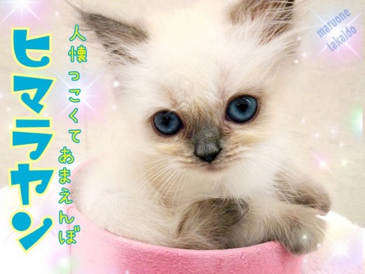 【 ヒマラヤン 】小柄な女の子！人懐っこくて甘えんぼな性格は飼いやすさ抜群！