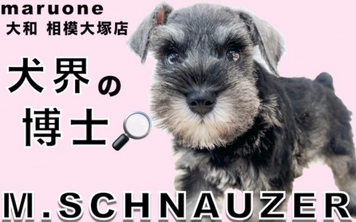 【 ミニチュア・シュナウザー 】容姿は犬界の博士！お洒落な口髭と眉毛がポイント！