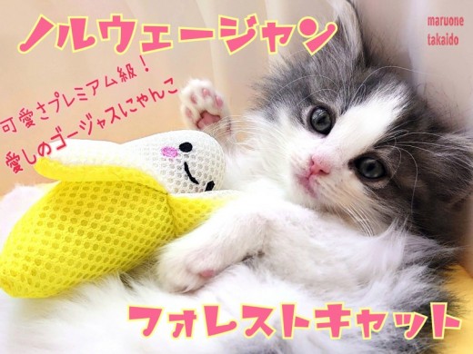 【 ノルウェージャンフォレストキャット 】気品溢れる姫系ゴージャスにゃんこ！