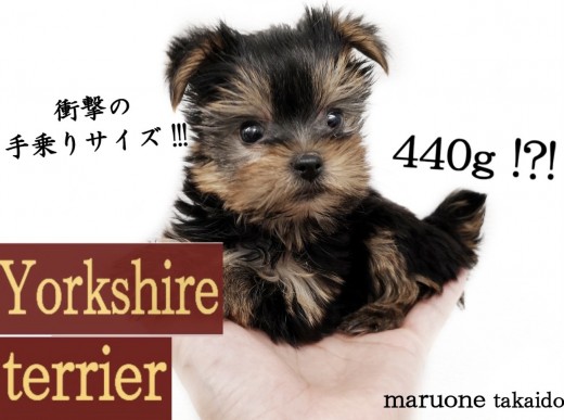【 ヨークシャーテリア 】生後60日で約440g！手乗りサイズの女の子！