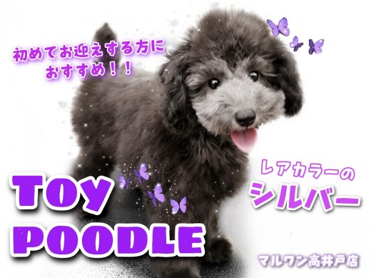 【 トイプードル 】初心者必見！可愛い・希少・賢いを兼ね揃えたシルバープードル！