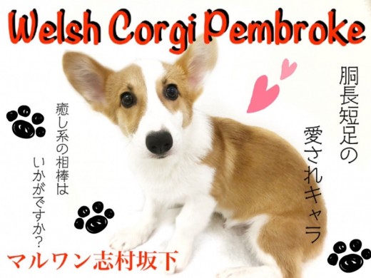 【 ウェルシュコーギーペンブローク 】外出の相棒にピッタリ！胴長短足の癒し系！