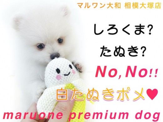 【 ポメラニアン 】シロクマ?たぬき?可愛い要素満載で大人気の白たぬきポメ!