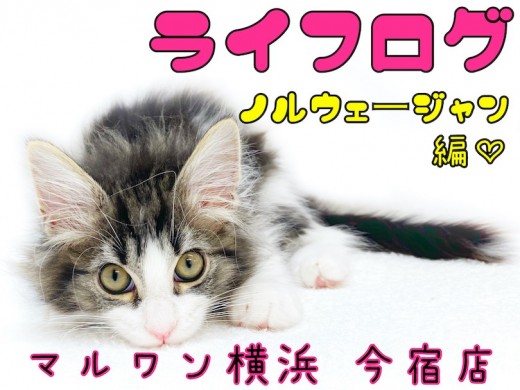 【ノルウェージャンフォレストキャット】ライフログ〜最新情報をお届け!美猫男子編