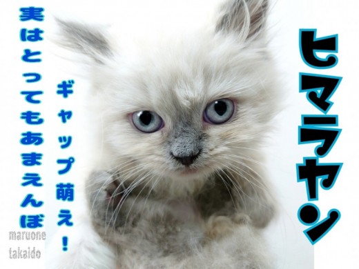 【 ヒマラヤン 】魅惑の小さめ長毛種！抱っこ大好き！甘えん坊！