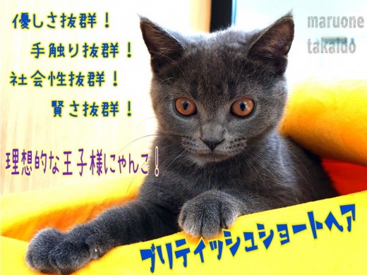 【 ブリティッシュショートヘア 】社会性抜群！誰とでも穏やかに過ごせる天才です！