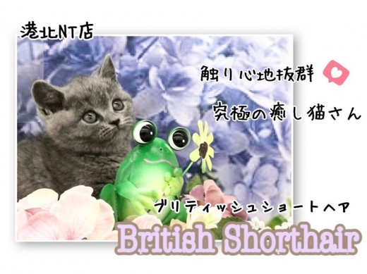 【 ブリティッシュショートヘア  】触り心地抜群!まん丸のお顔とボディの女の子