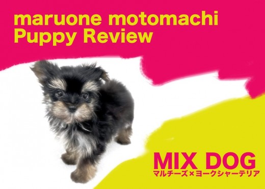【 MIX 】マルチーズとヨーキーの両親から誕生した美しきマルキー登場!