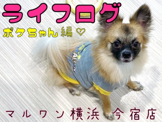 【 MIX 】ライフログVOL1〜最新情報をお届け!〜ポメラニアン×チワワ編